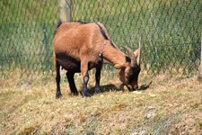 Ein Erlebnis für die ganze Familie der Streichelzoo in Todtnauberg Tierwelt in Todtnauberg im Streichelzoo