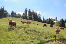Schwarzwald Ferienwohnung