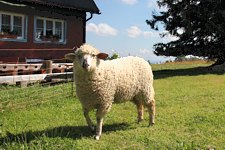 Feldberg Ferienwohnung